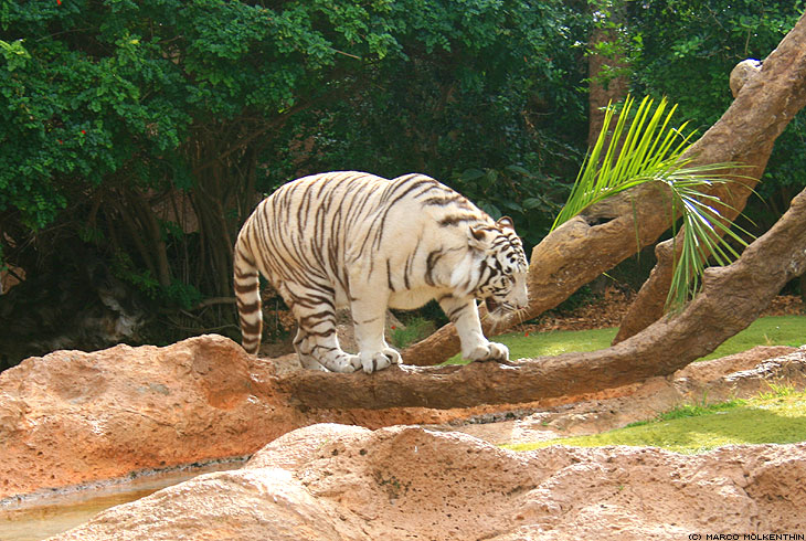 Tiger im Loro Park