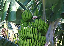 Bananenstaude auf Teneriffa