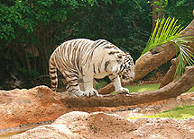 Tiger im Loro Park